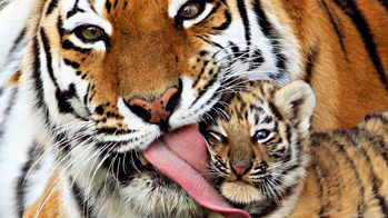 tiger licking cub